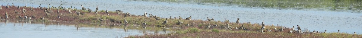 Pacific Golden-Plover - ML631438040