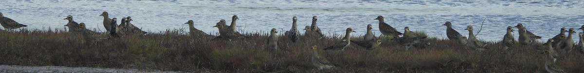 Pacific Golden-Plover - ML631438042