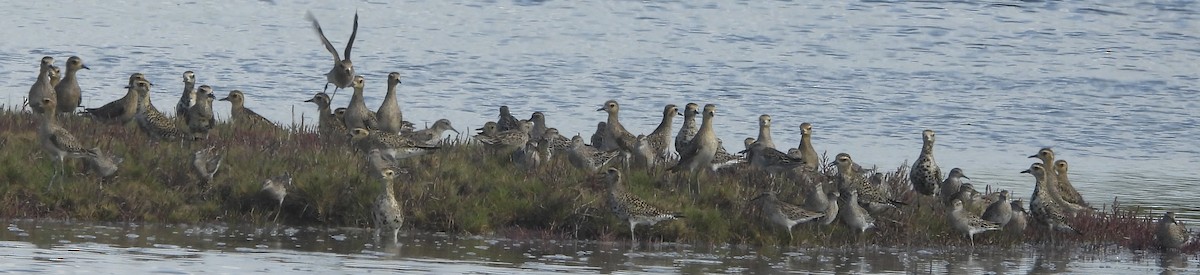 Pacific Golden-Plover - ML631438043