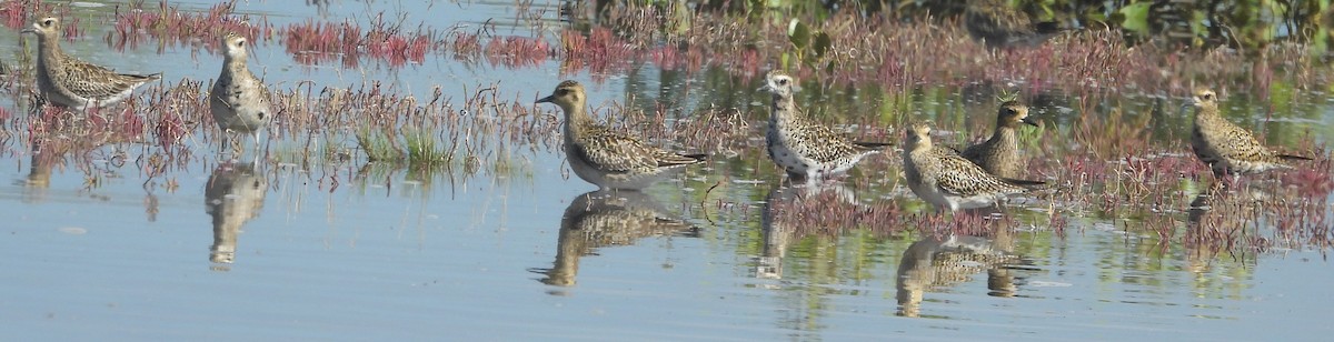 Pacific Golden-Plover - ML631438044