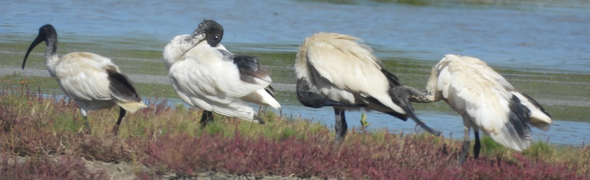 Australian Ibis - ML631438081