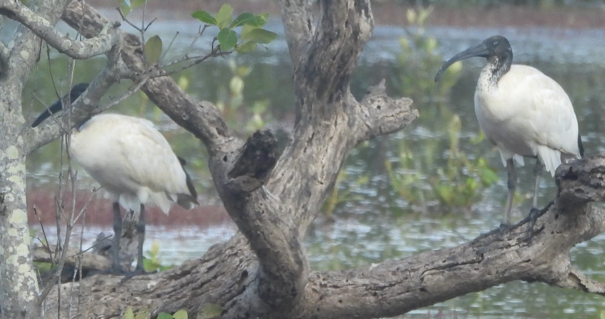 Australian Ibis - ML631438084