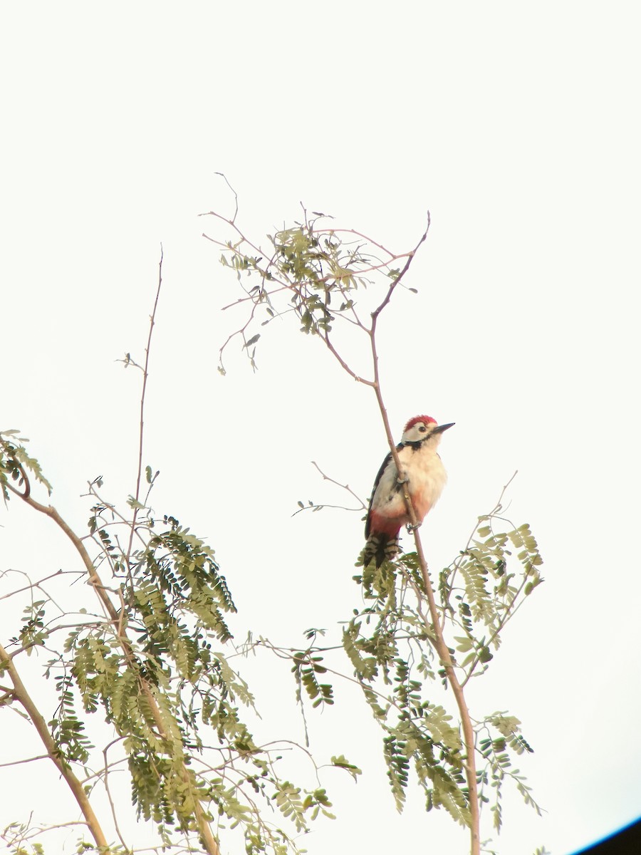 Sind Woodpecker - ML631438269