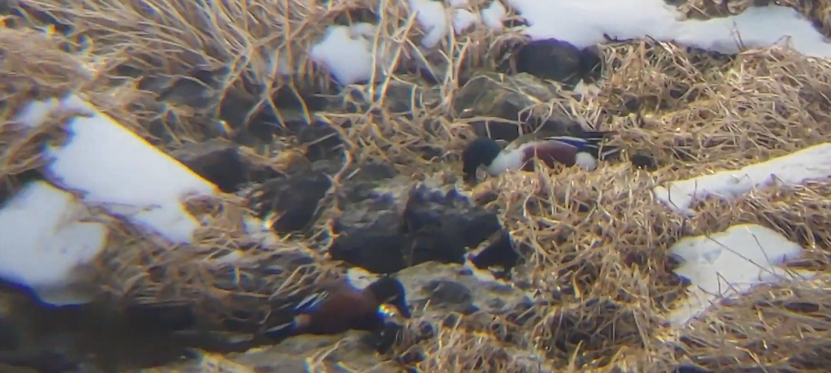 Cinnamon Teal x Northern Shoveler (hybrid) - ML631438344