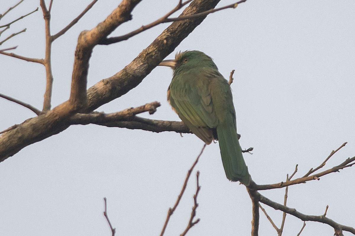 Blue-bearded Bee-eater - ML631438426