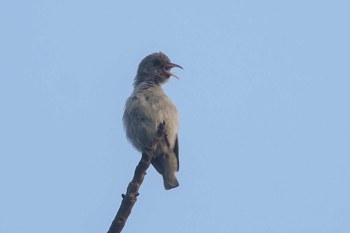 Pale-billed Flowerpecker - ML631438461