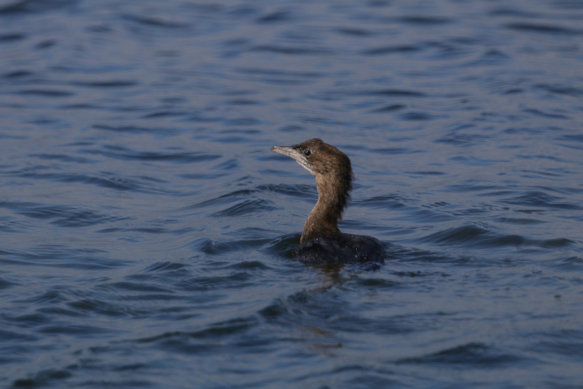 Pygmy Cormorant - ML631438757