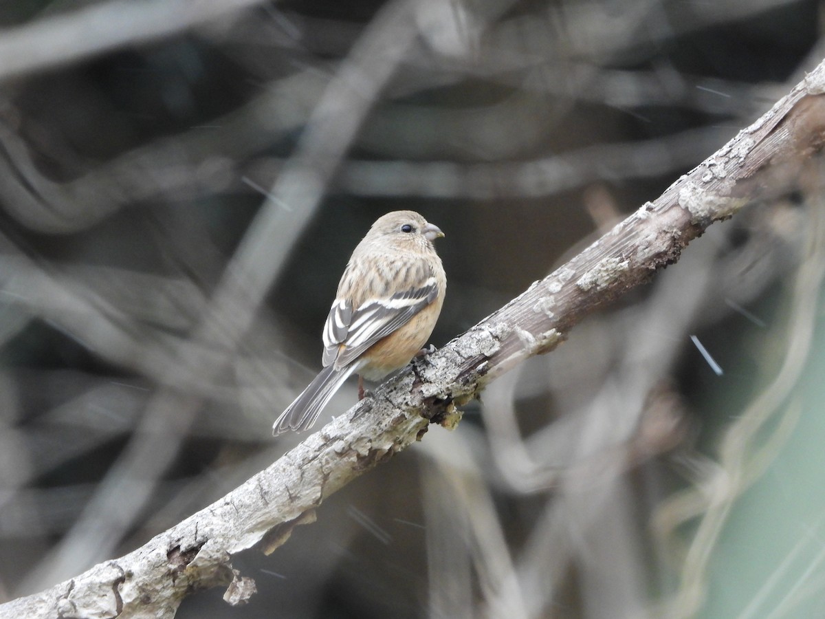 Long-tailed Rosefinch - ML631438886