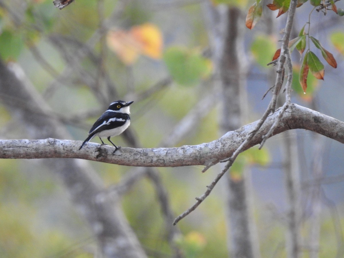 Eastern Black-headed Batis - ML631438934