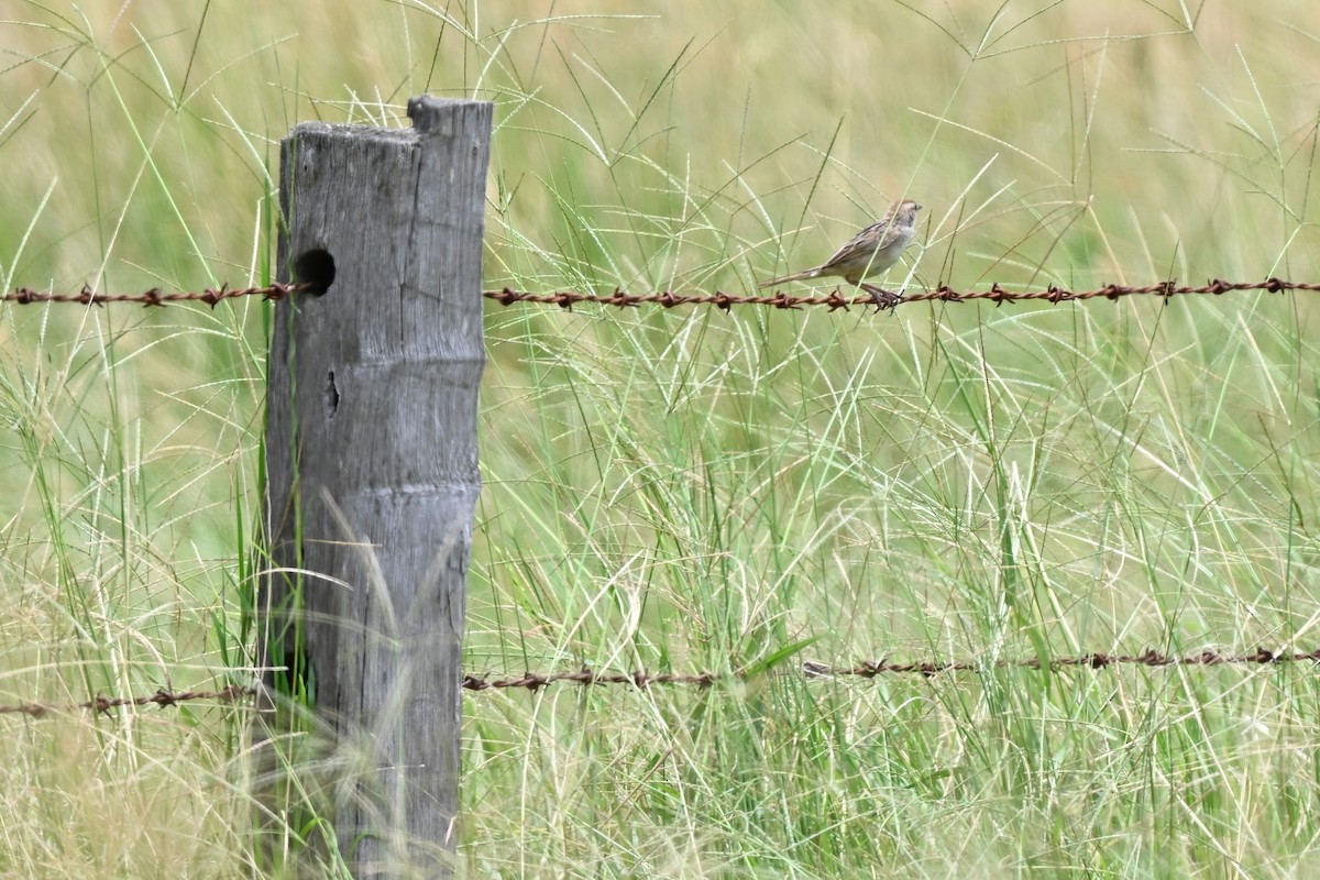 Tawny Grassbird - ML631439052