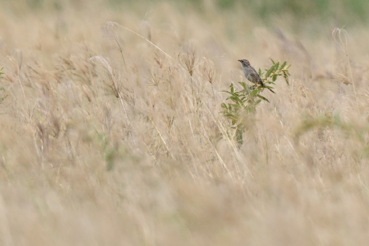 Tawny Grassbird - ML631439053
