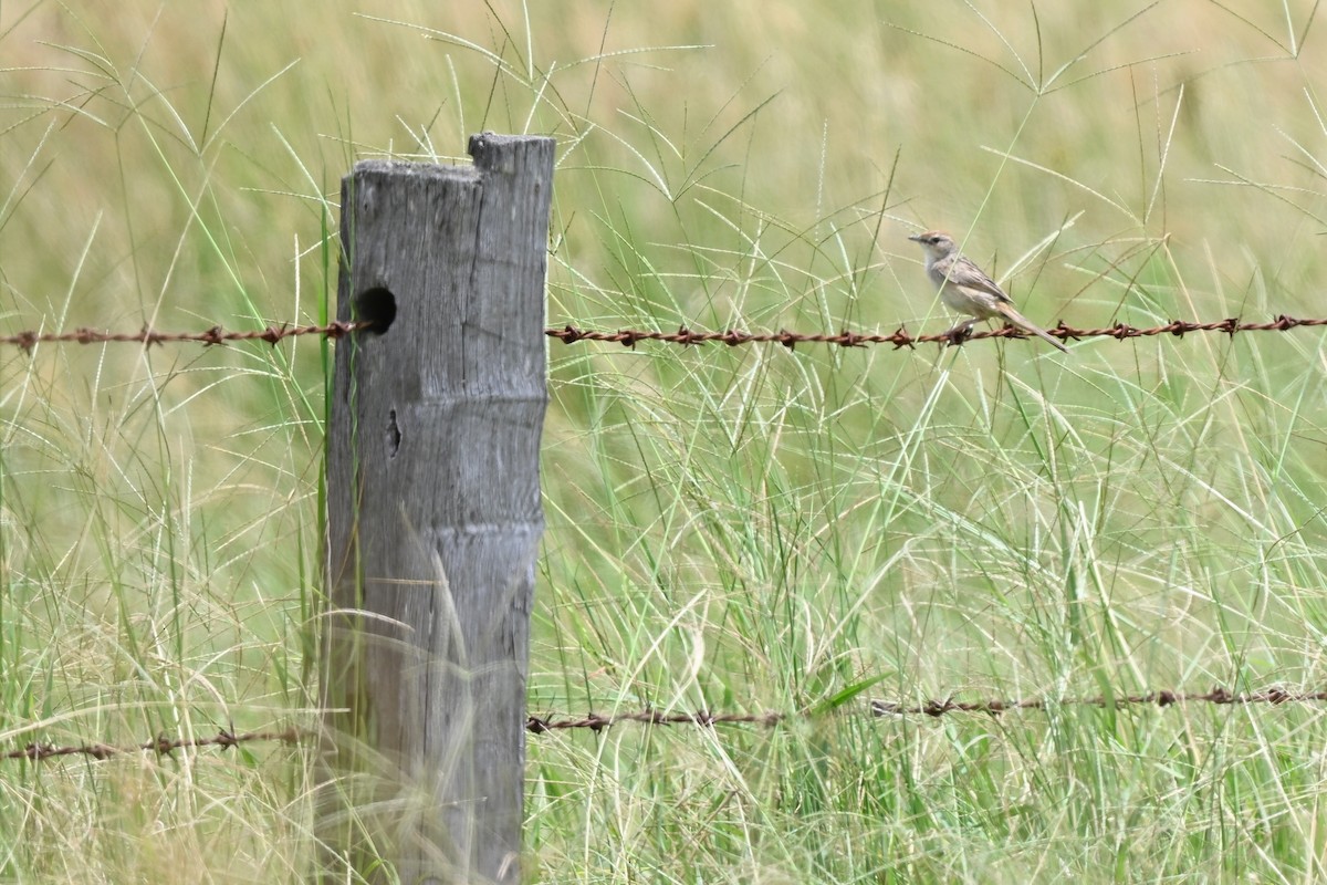 Tawny Grassbird - ML631439054