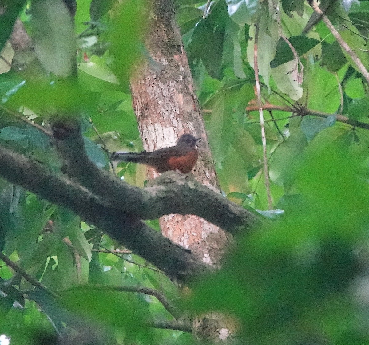 Finsch's Flycatcher-Thrush - ML631439149