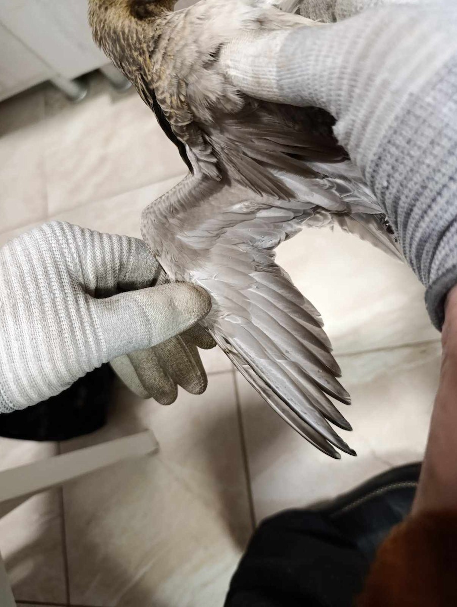 Pacific Golden-Plover - ML631439299