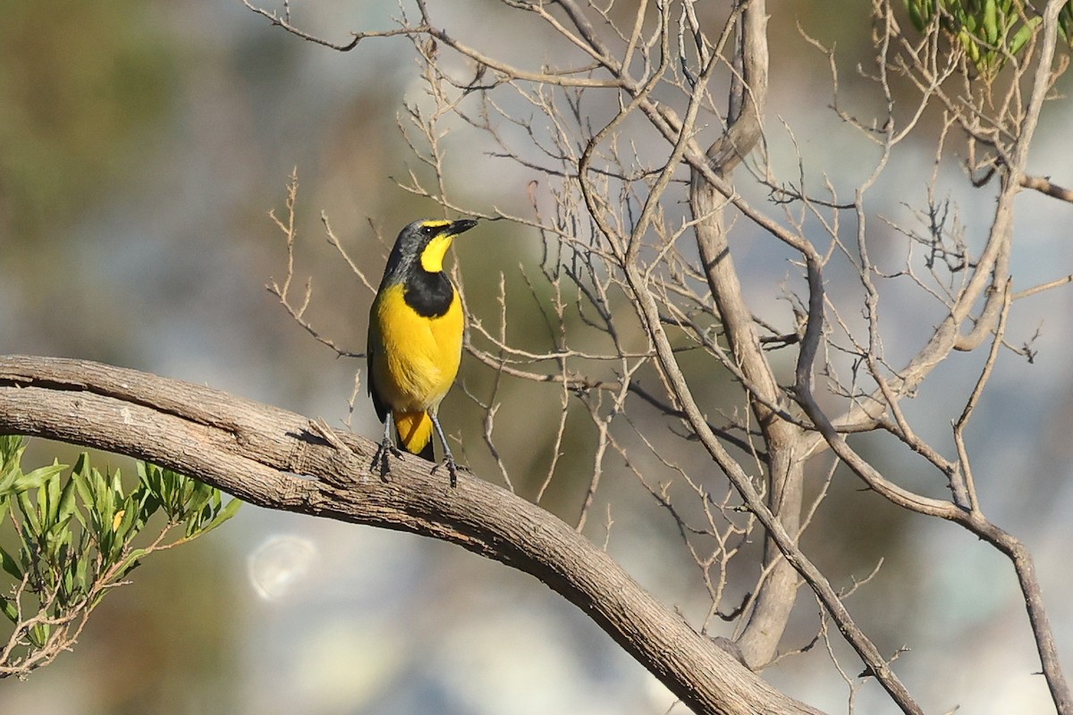 Bokmakiriwürger - ML631439312