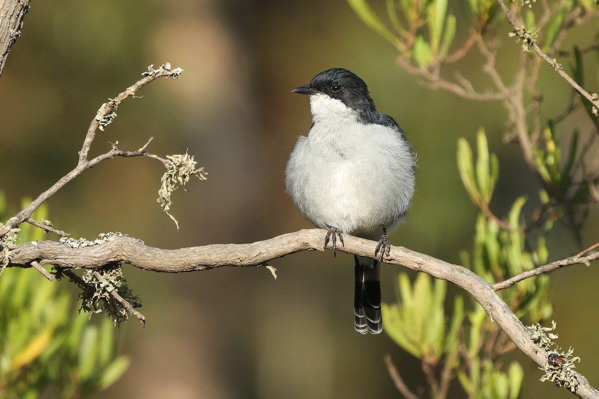Fiscal Flycatcher - ML631439314