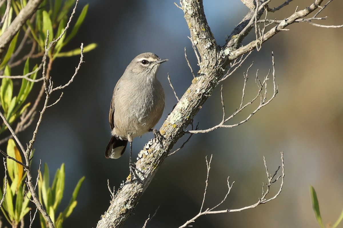 Karoo Scrub-Robin - ML631439317
