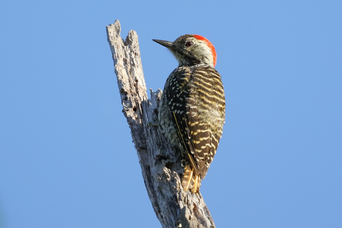 Cardinal Woodpecker - ML631439318
