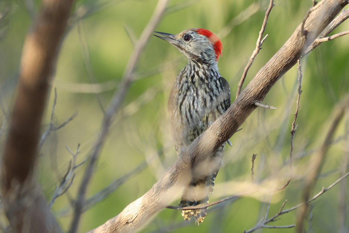 Cardinal Woodpecker - ML631439319