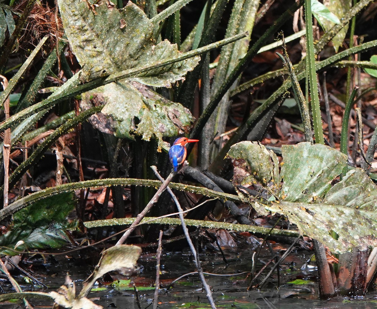 White-bellied Kingfisher - ML631439328