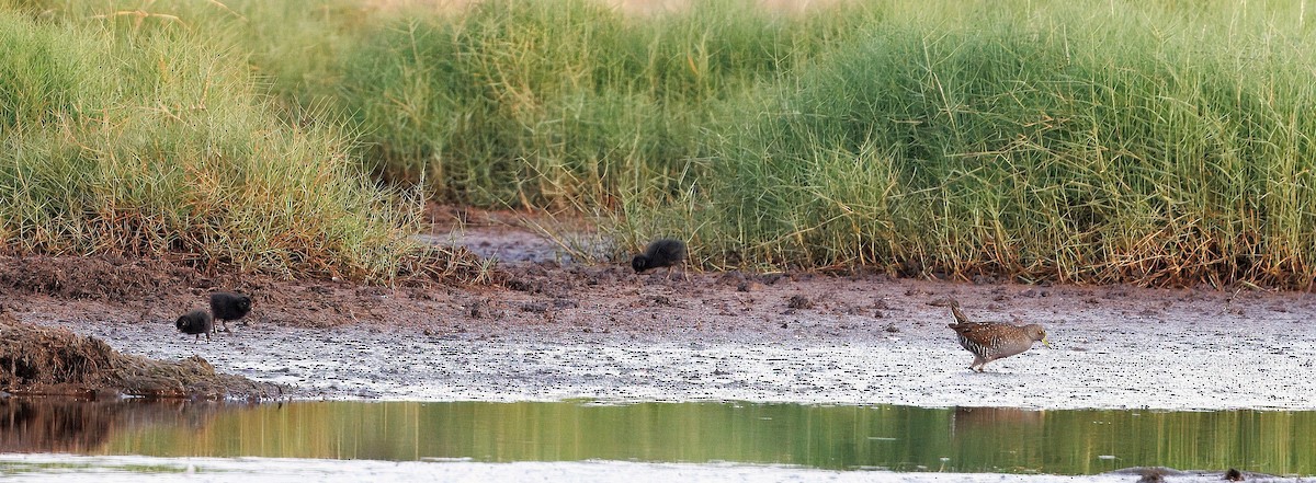 Australian Crake - ML631439371