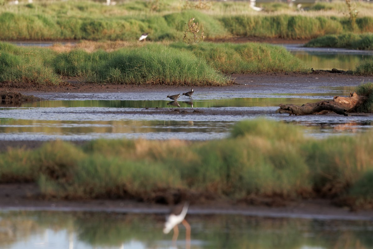 Australian Crake - ML631439409