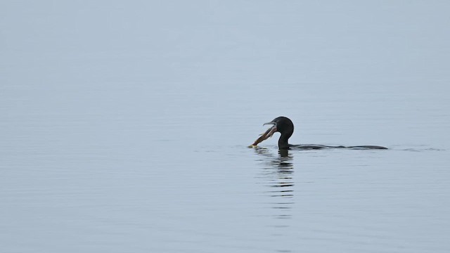 Little Cormorant - ML631439429