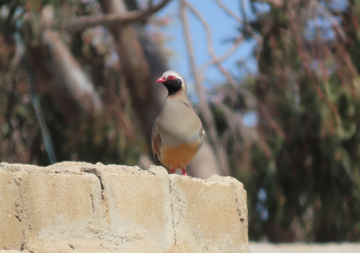 Philby's Partridge - ML631439462