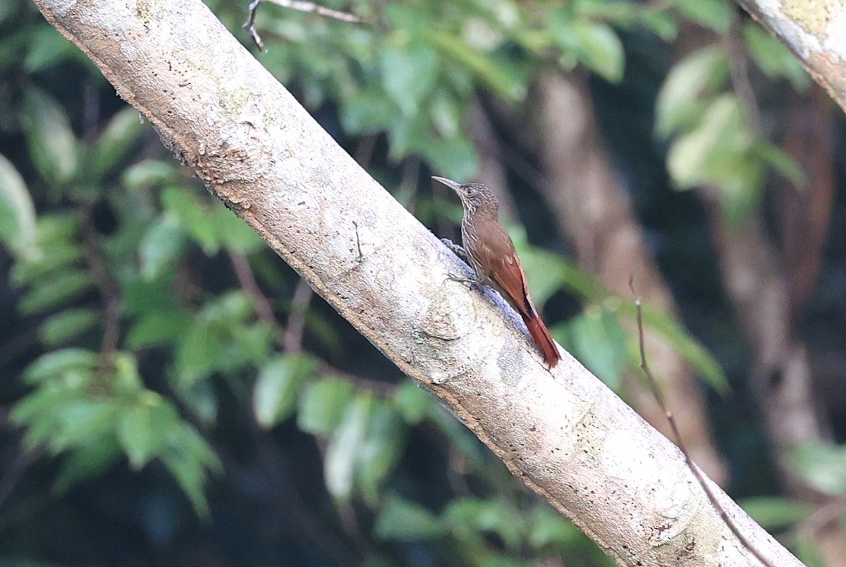 Guianan Woodcreeper - ML631439752