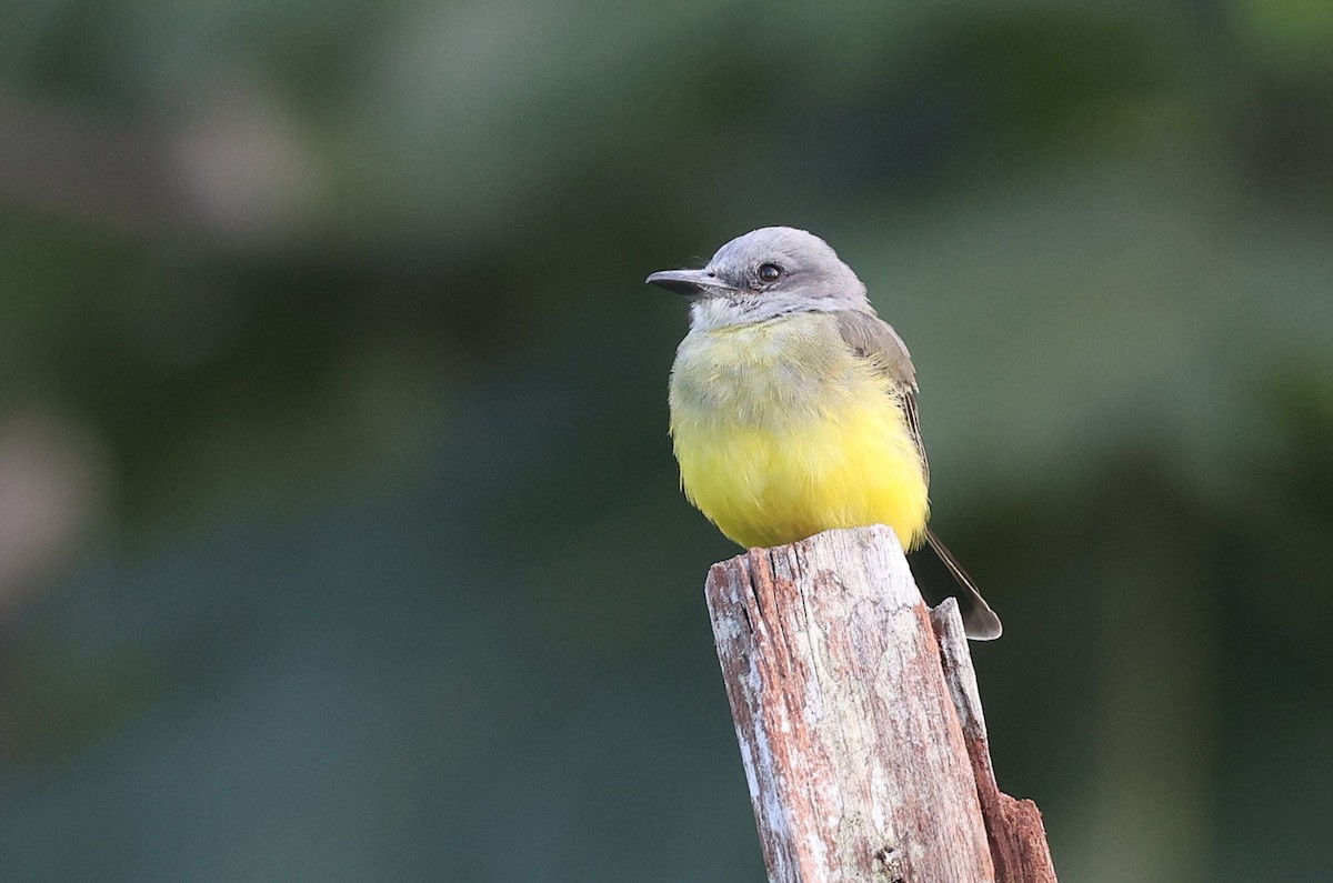 Tropical Kingbird - ML631439795