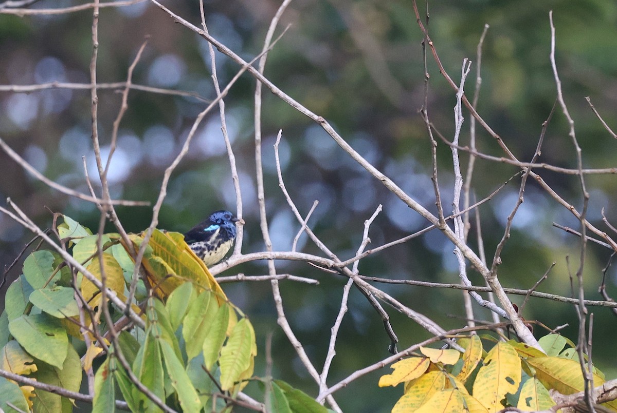 Turquoise Tanager - ML631439808