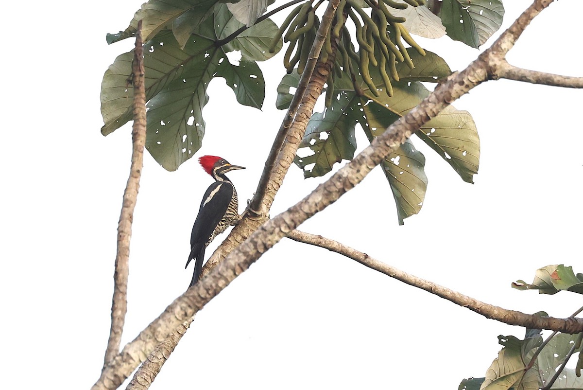 Lineated Woodpecker - ML631439843