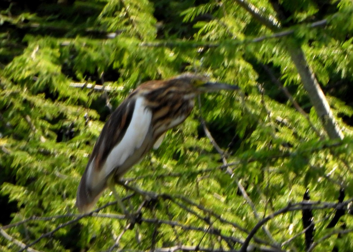 Malagasy Pond-Heron - ML631440088