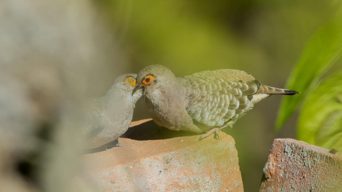 Bare-faced Ground Dove - ML631440110