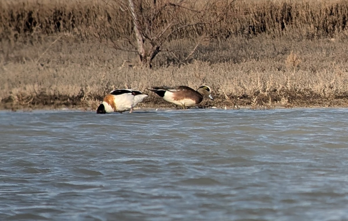 American Wigeon - ML631440556