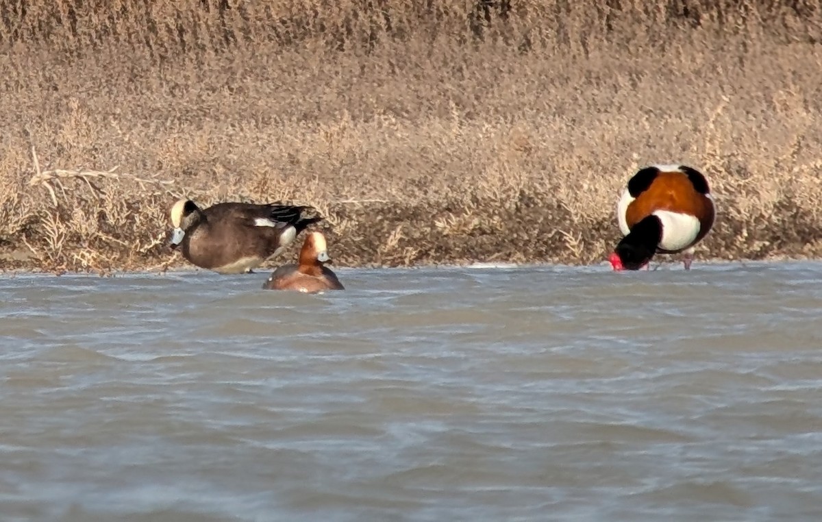 American Wigeon - ML631440557