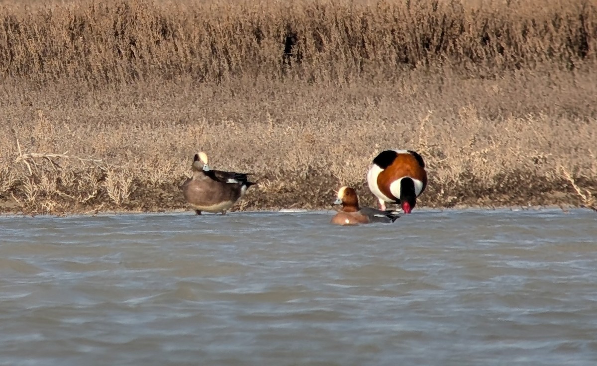 American Wigeon - ML631440558