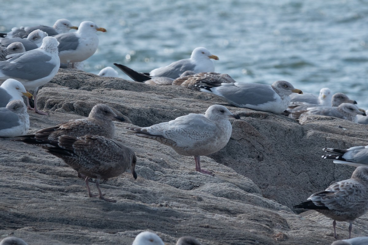 Iceland Gull - ML631440667