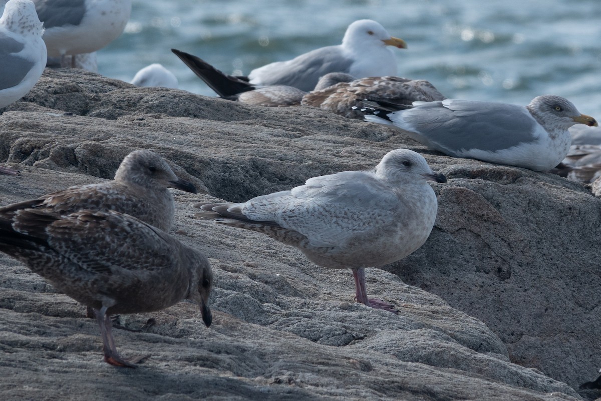 Iceland Gull - ML631440668