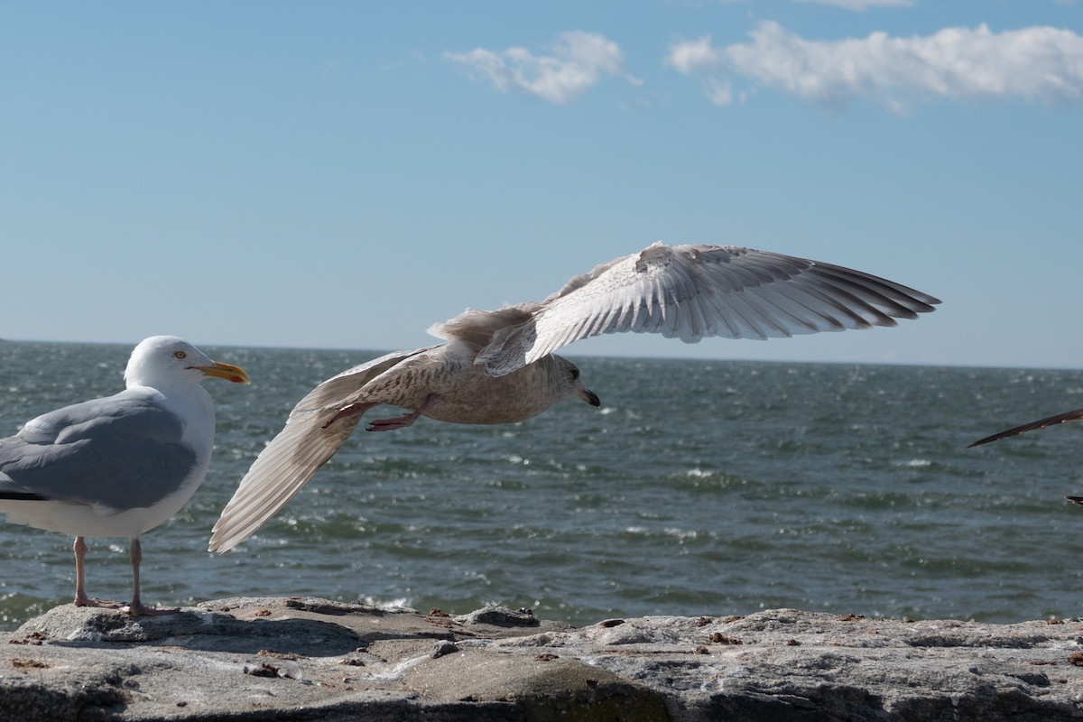 Iceland Gull - ML631440669