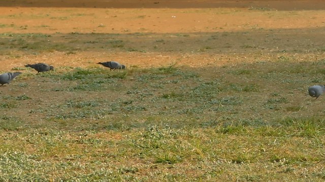 Rock Pigeon (Feral Pigeon) - ML631440745
