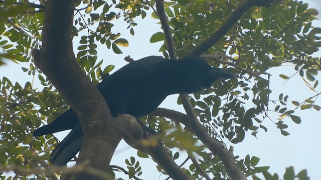 Large-billed Crow - ML631440755