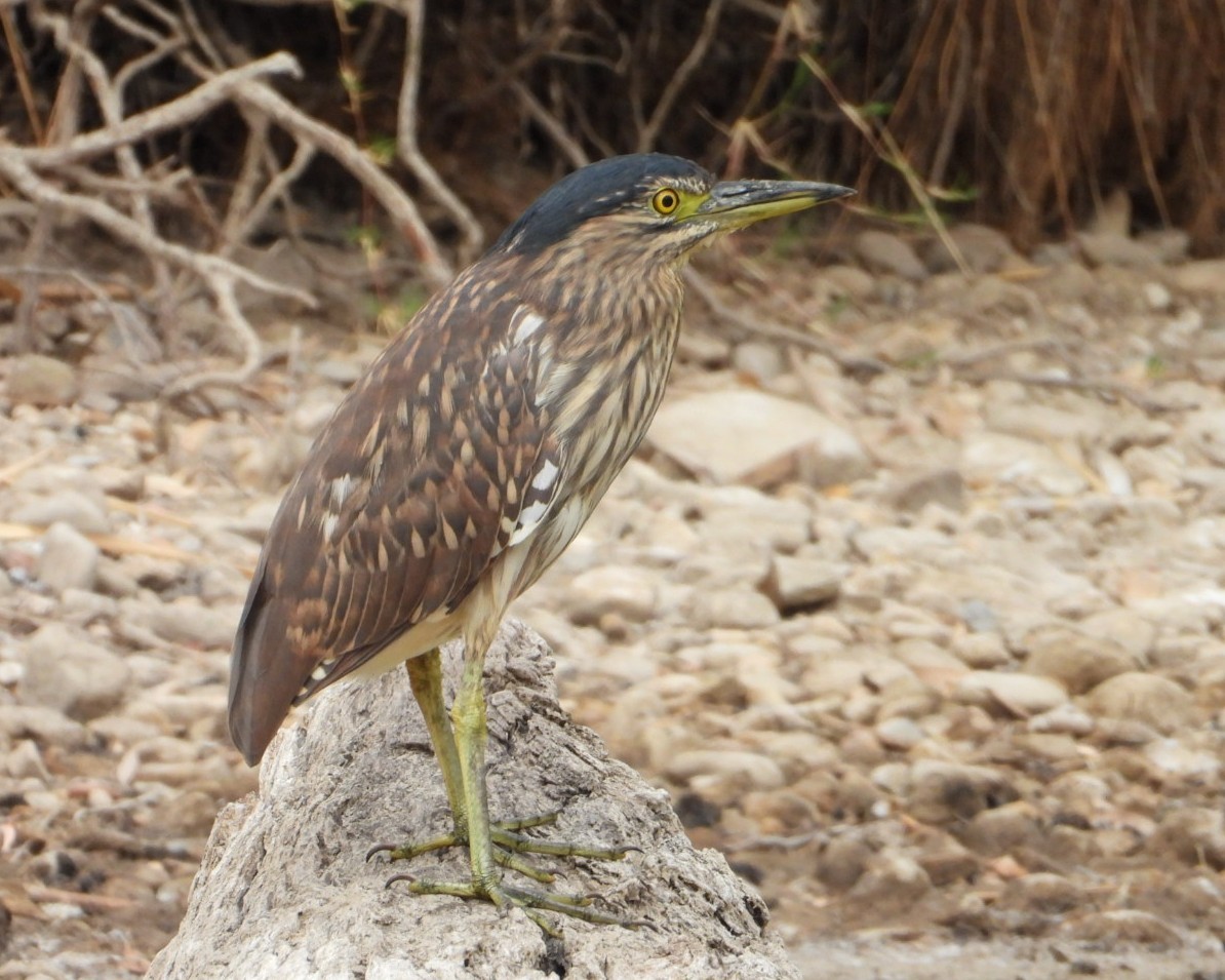 Nankeen Night Heron - ML631440855