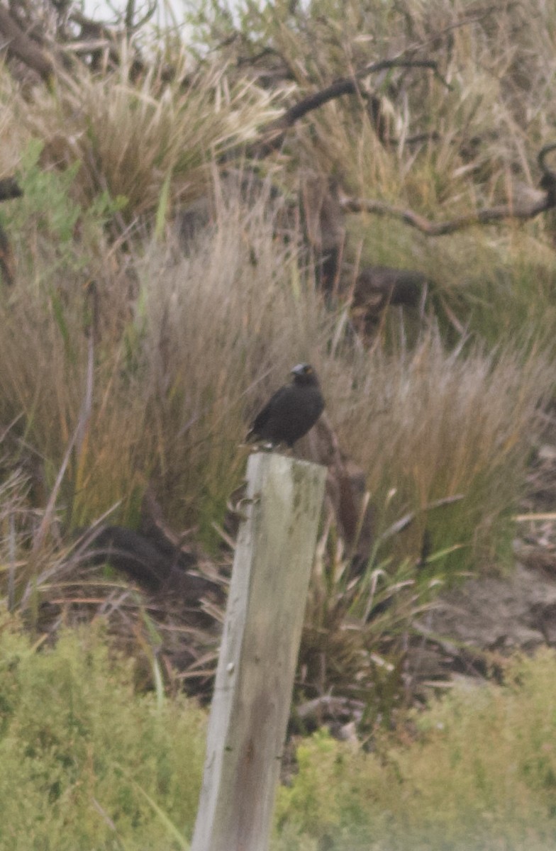 tasmankurrawong - ML631440954