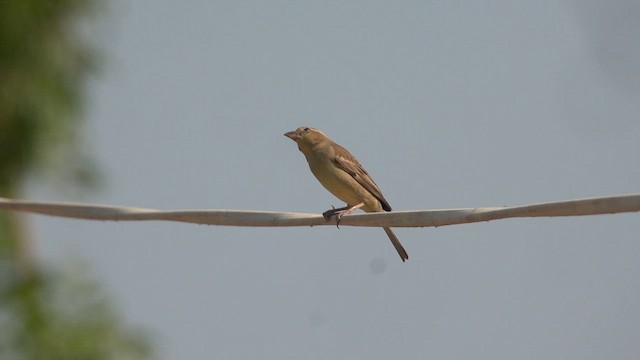 Plain-backed Sparrow - ML631441045
