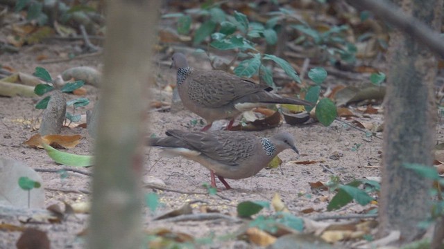 Spotted Dove - ML631441173