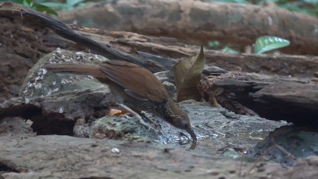 Large Scimitar-Babbler - ML631441412