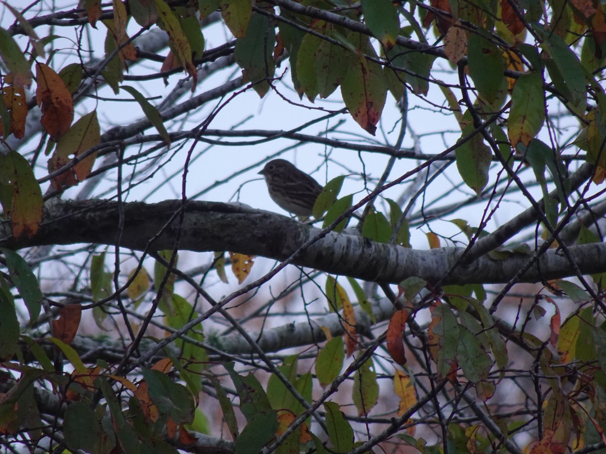 Vesper Sparrow - ML631441415