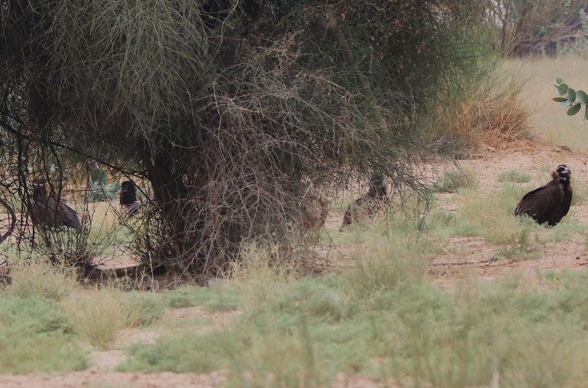 orlosup bradatý - ML631441495