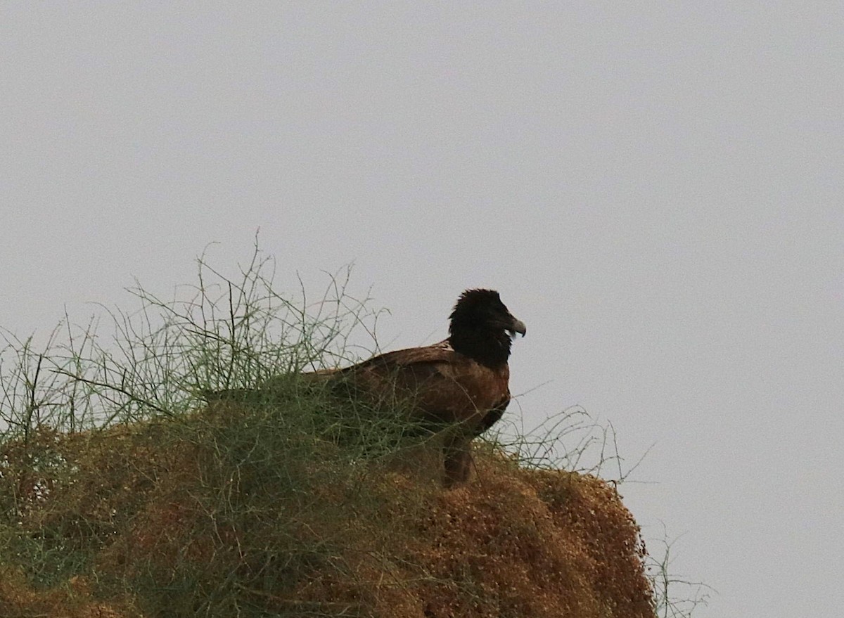 orlosup bradatý - ML631441496